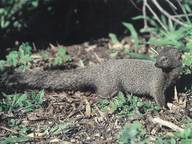 Grey Mongoose